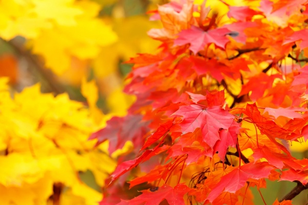 redandyellowautumnleaves199352
